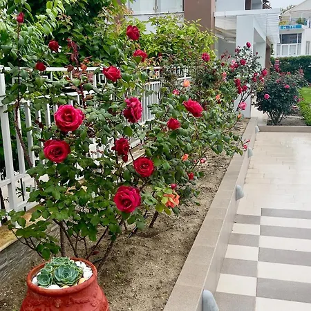 Ellinfos ハニオティス